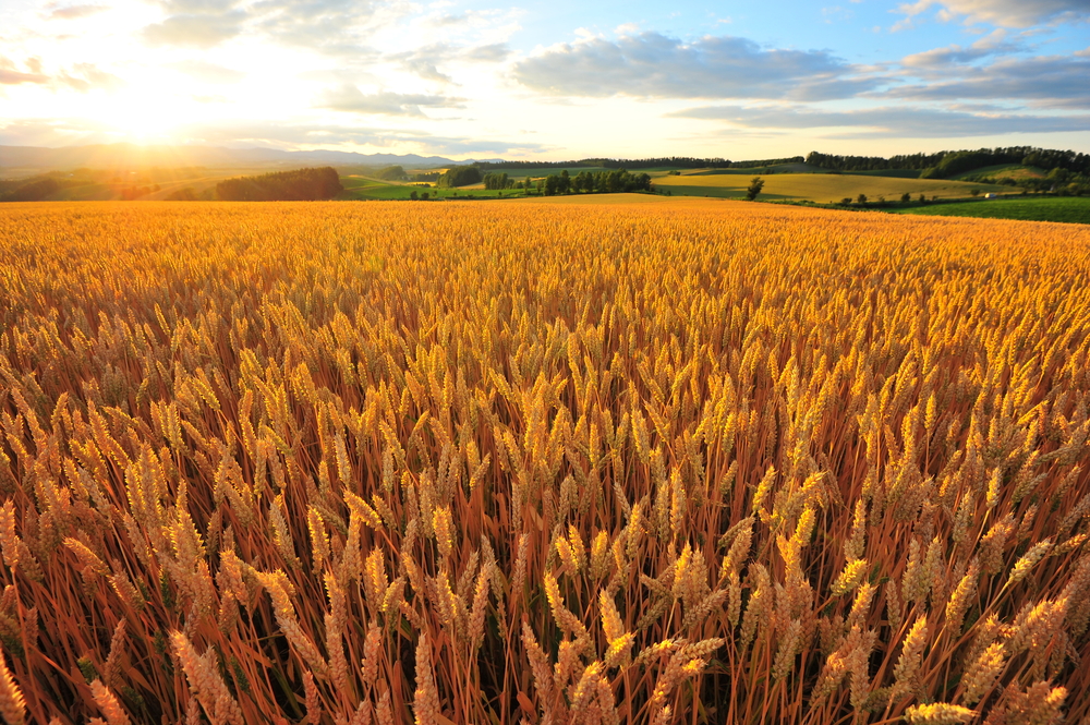 Barley Varieties and Nutrition Pacific Gourmet